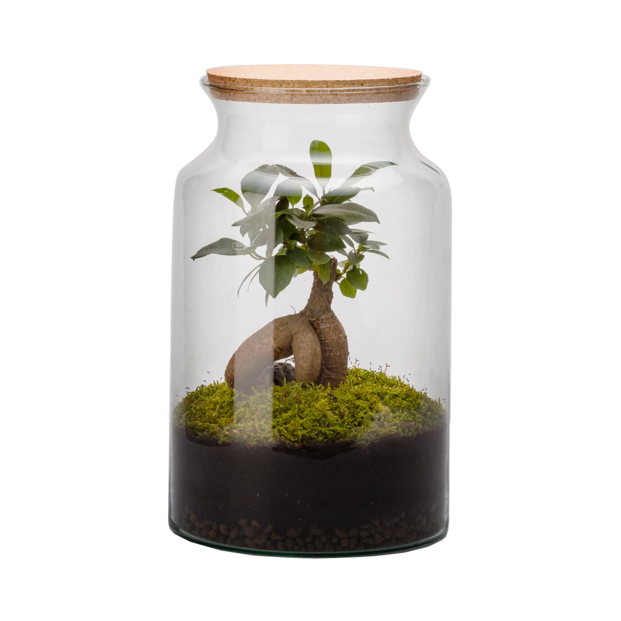 Miniatura 1